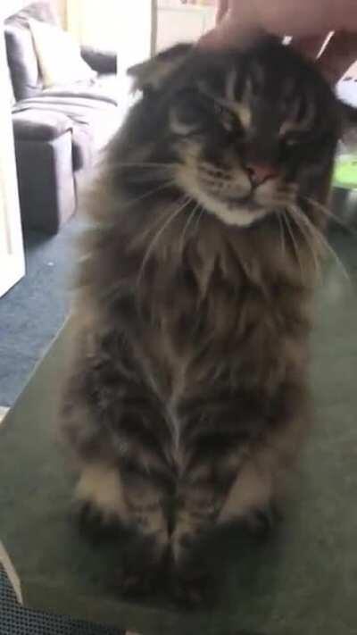 Maine coon begs for petting