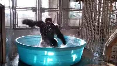 Gorilla dancing in the pool