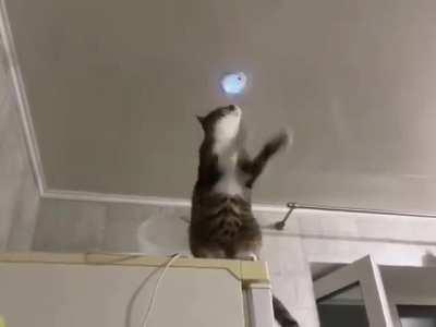 Handycat electrician at work