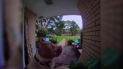 Dog rings doorbell aww.