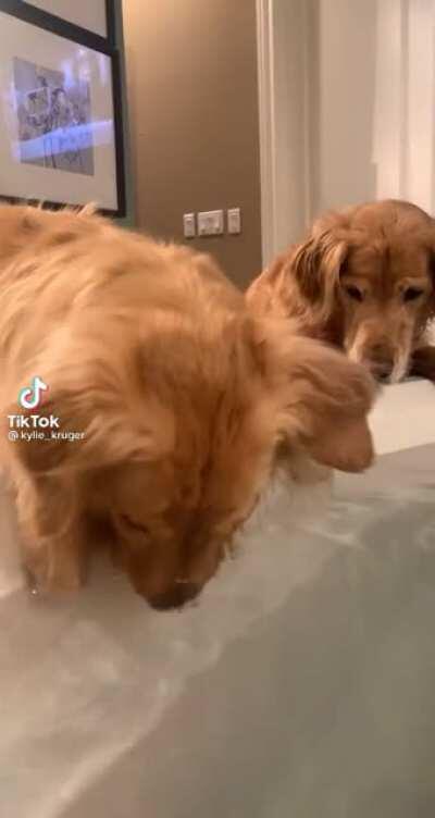 Dog discovering how to blow bubbles