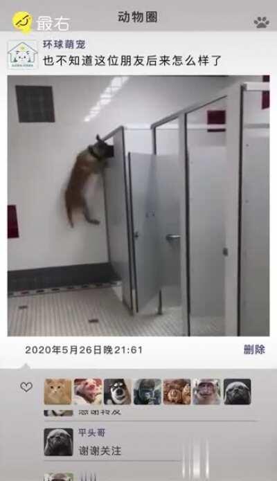 Doggo wanna to show some tricks.