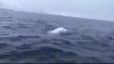 Imagine getting to play fetch with a baby Beluga.