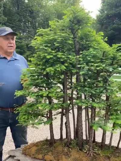 Meta sequoia bonsai forest