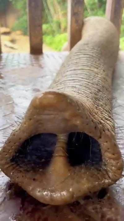 Close up of an elephant grabbing carrots with their trunk