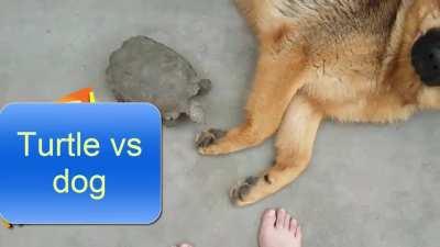 Bet: Turtle vs dog, who will win? lol