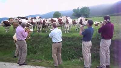 Jazz for cows