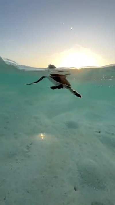 A baby sea turtle peacefully swimming through the surf