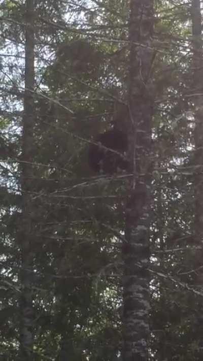 Bear climbs 35ft tree in seconds.