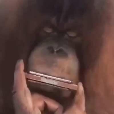 Monke better musician than human