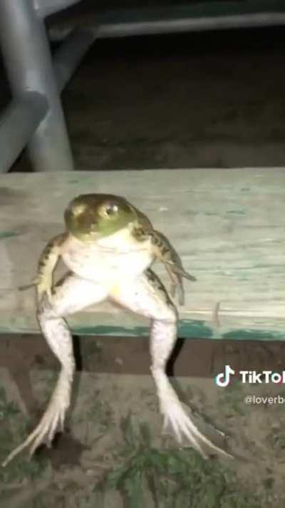 Frog got all the drip but no girl wants him