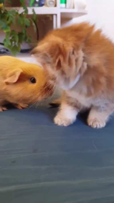 A smol cat and a smol bread