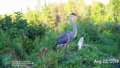 🔥All sorts of wildlife that used a nature-made beaver dam to cross wetland