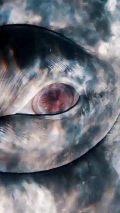 🔥 Look deep into The Eye of a Gray Whale 📸 Mike Nulty