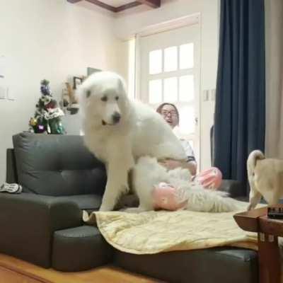 I'm having trouble deciding whether or not that is a dog or a bear? Either way, he's larger than the lady whose lap he's sitting on.