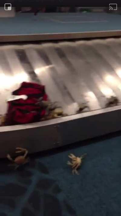 WCGW checking a suitcase full of Crabs