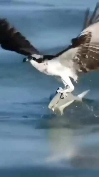 With superb eyesight this bird dives into and under the water to catch its prey.