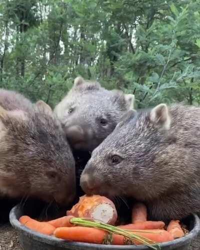 🔥 Wombats having a nice feast 🔥