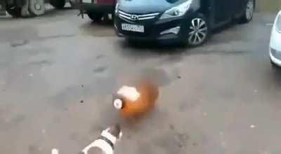 Dog goes boom (Dog wasn't harmed)