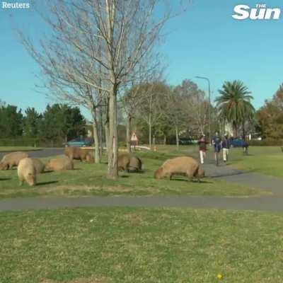 The ultra rich people of Buenos Aires built a gated community on the Capybara's natural habitat pushing them away. Now they are coming back.