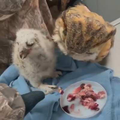 Feeding owl chick with puppet