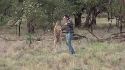 Man punches a kangaroo in the face to rescue his dog