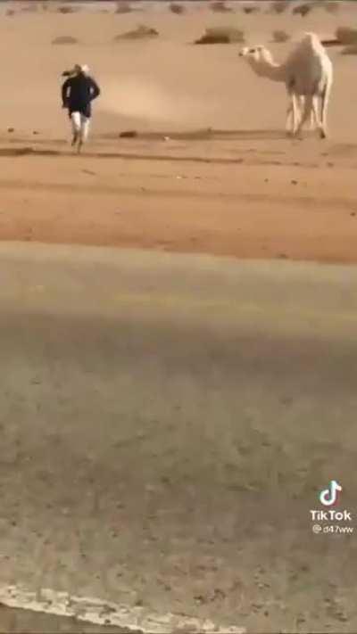 A different way to turn away a camel by taking away his kid