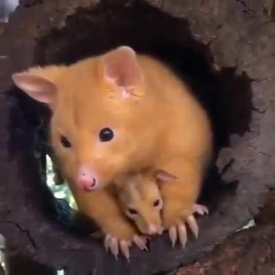 🔥 Golden possum and baby