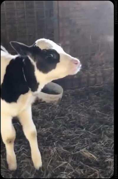 cow experimenting with condensation