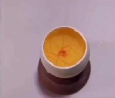 Man makes a chick hatch while the egg is open