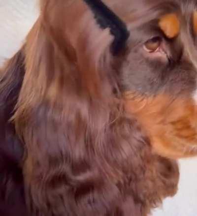 I could comb this dog’s hair all day