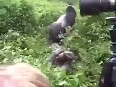 The ease of the gorilla moving that man is horrifying