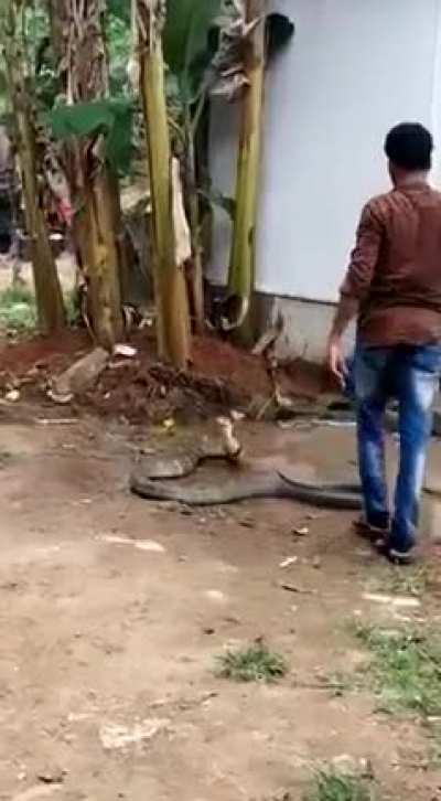 In India Man cools off a King Cobra in hot day