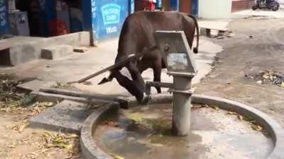 Thirsty Cow