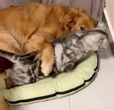 Golden Retrievers and Husky meeting their best friend's newborn kitten