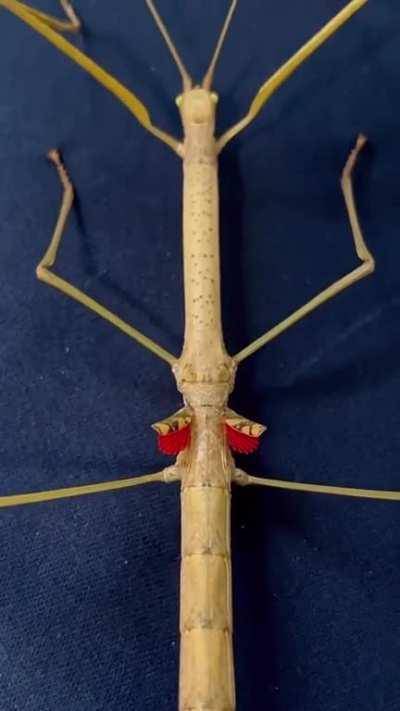 Phaenopharos khaoyaiensis with tiny wings