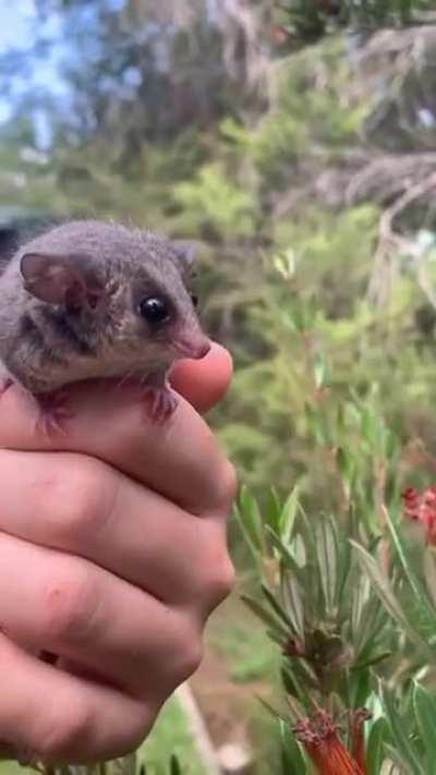 Pygmy Possums can't glide like some other possums, but they are agile climbers mainly due to their prehensile tail. Long-tailed Pygmy Possums can even have tails that is about one and a half times as long as the body.