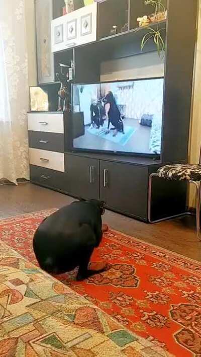 Dog following a workout video