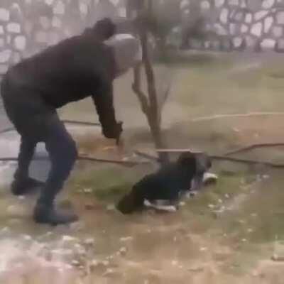 Zonguldak'ta bir cani, ağaca bağlı köpeği elindeki sopayla vurarak öldürdü