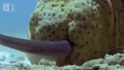 🔥 Pearlfish seek shelter, often up a sea cucumber's anus.