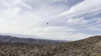 My macaw is freeflight trained, meaning that I trained him to fly outdoors and return to me. Here’s one of our best flights since we started a year and a half ago: