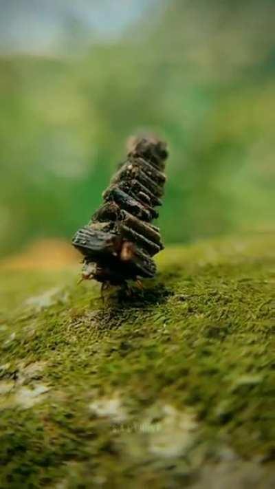 🔥 The Bugworm moth's construction process isn’t random. The design-savvy bugs use variations of short and long sticks to assemble their dwellings in a meticulous pattern.