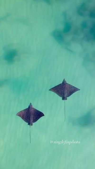 🔥 Beautiful Spotted Eagle Rays 🔥