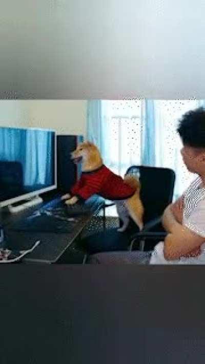 Gamer Doggo