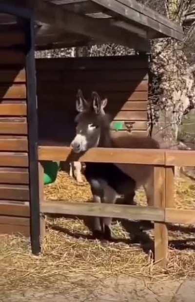 Donkey gymastics