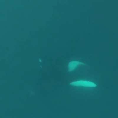 As a diver is filming a bunch of orcas communicating with each other, a huge humpback passes by.