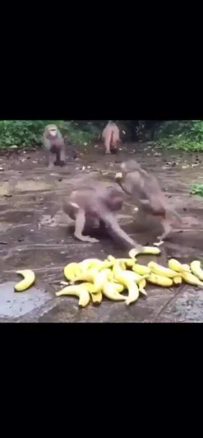 🍌 🍌 🍌 🍌 🍌