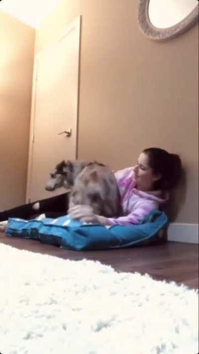 Dog's adorable reaction on owner laying on her bed