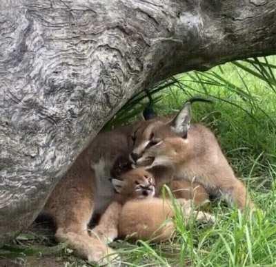 Watching a baby caracal imitate its mom after she yawns