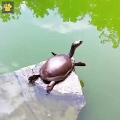 Have you seen how a turtle stretches?